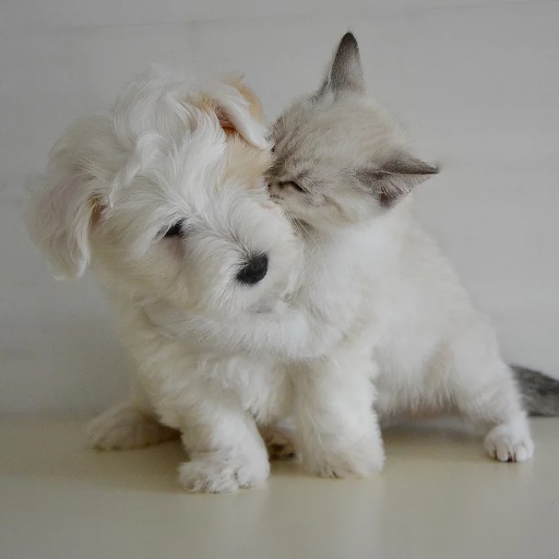 Communication Animale Communication Animale