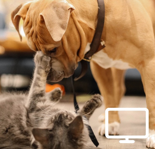 Formation en ligne communication animale Formation en ligne communication animale